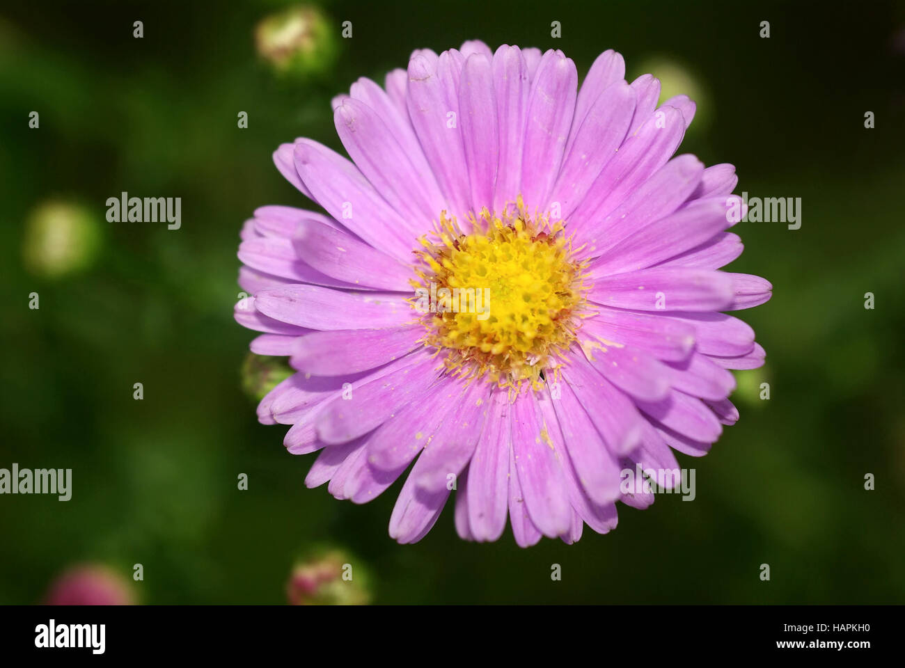 Aster Foto Stock