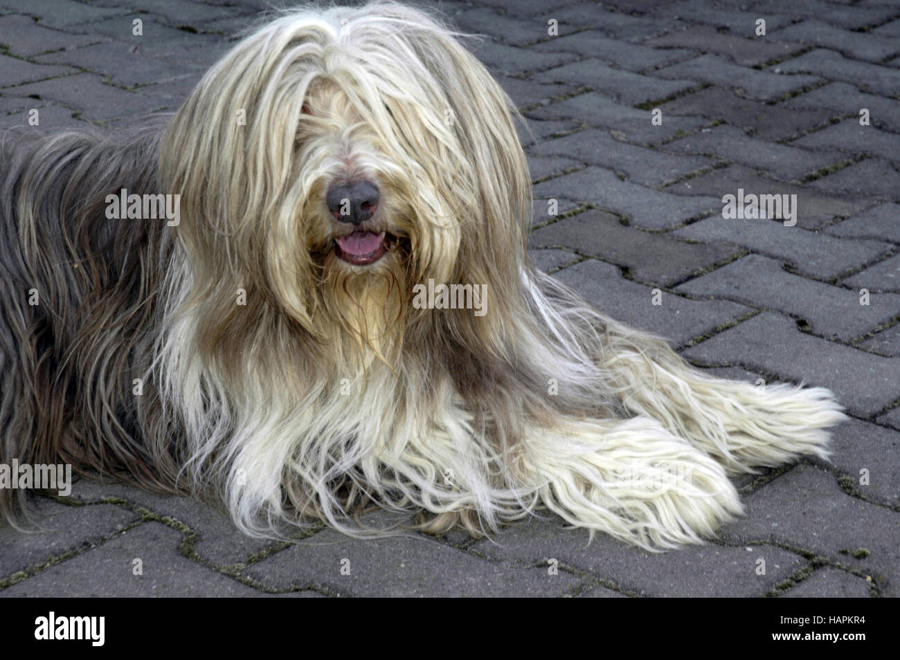 Collie Beardet (Canis lupus familiaris) Foto Stock