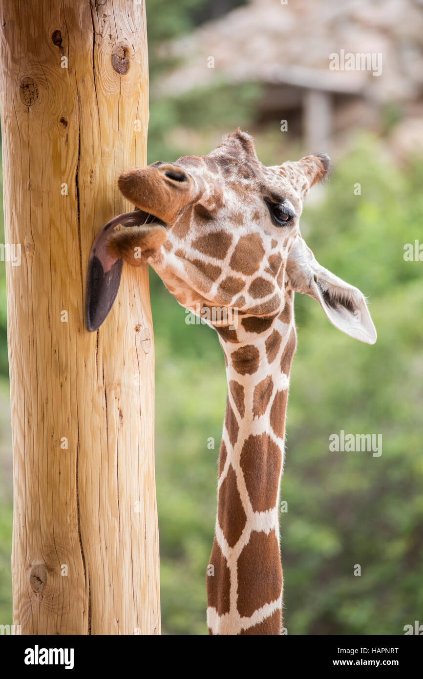 Una giraffa leccare un palo di legno. Foto Stock