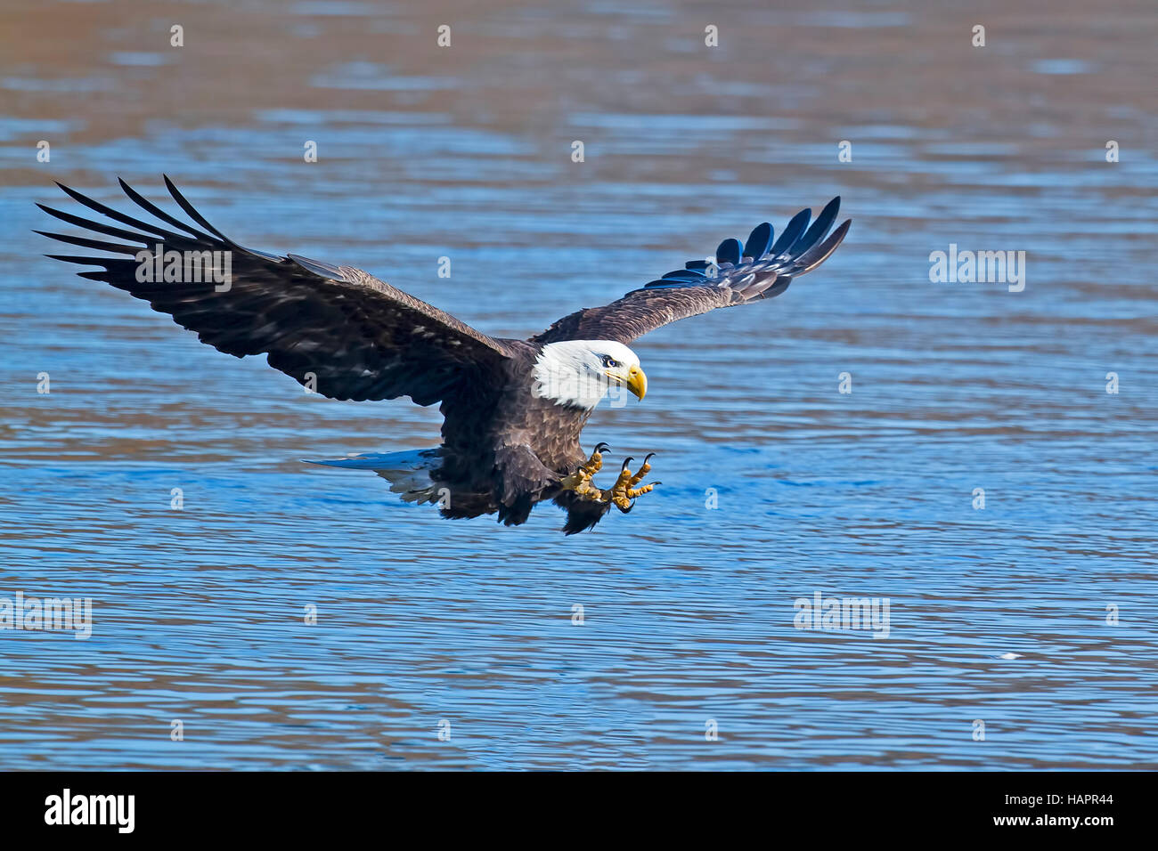 Aquila calva pesce Grab Foto Stock