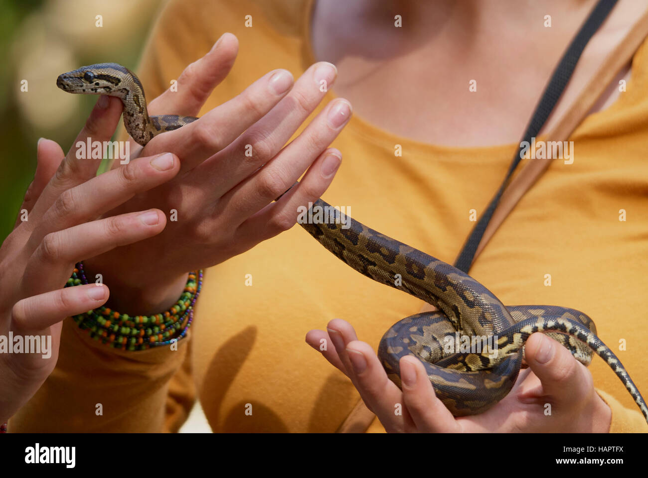 Due donne a giocare con una giovane rock python Foto Stock