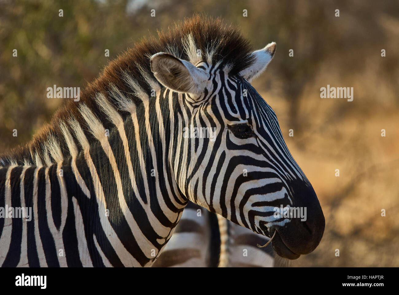 Zebra masticare su una cannuccia (verticale). Foto Stock