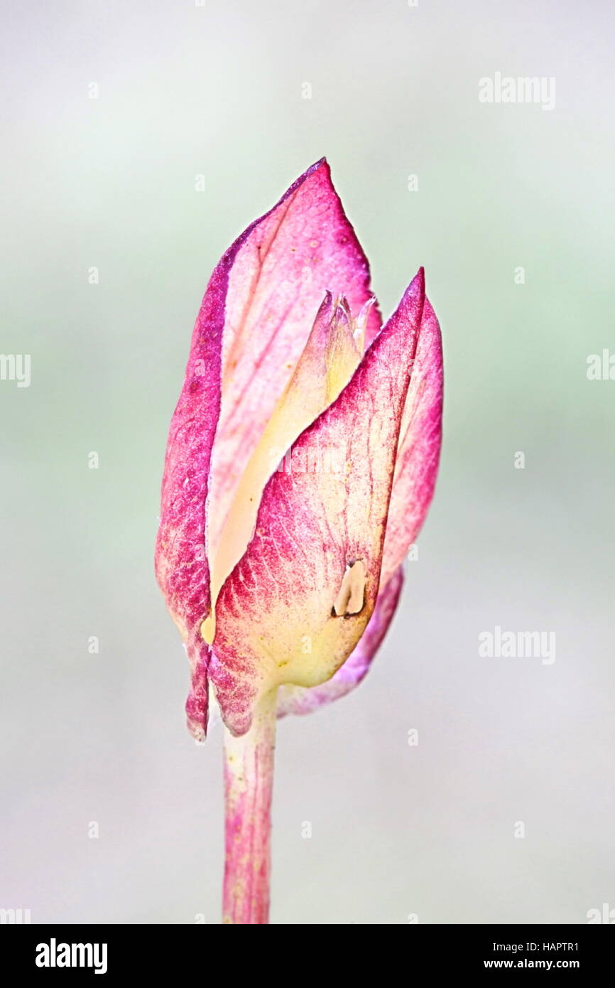 Hedge Centinodia, Calystegia sepium Foto Stock