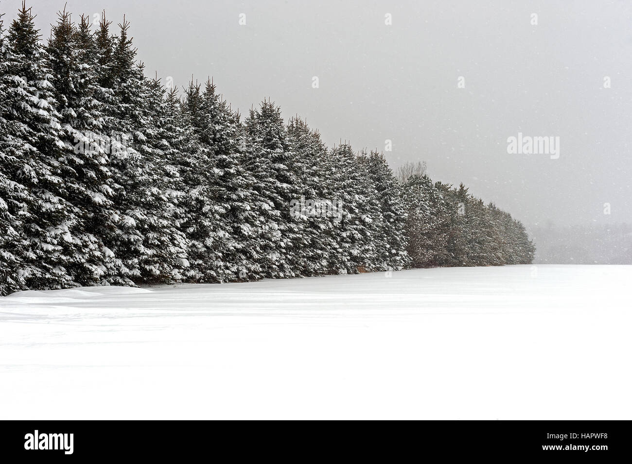 Alberi sempreverdi in tempesta di neve Foto Stock