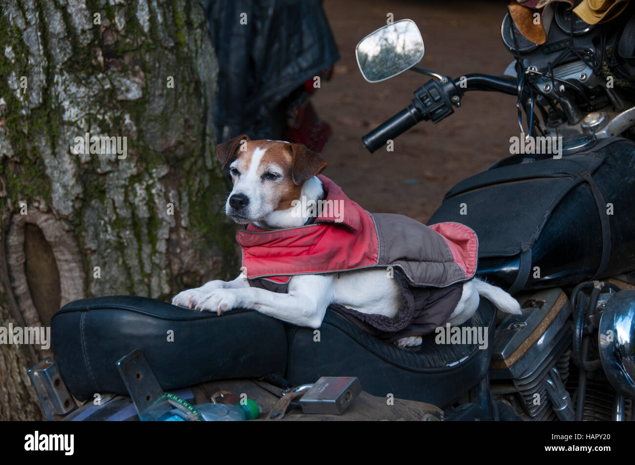 Dog sitter su un motociclo sede Foto Stock