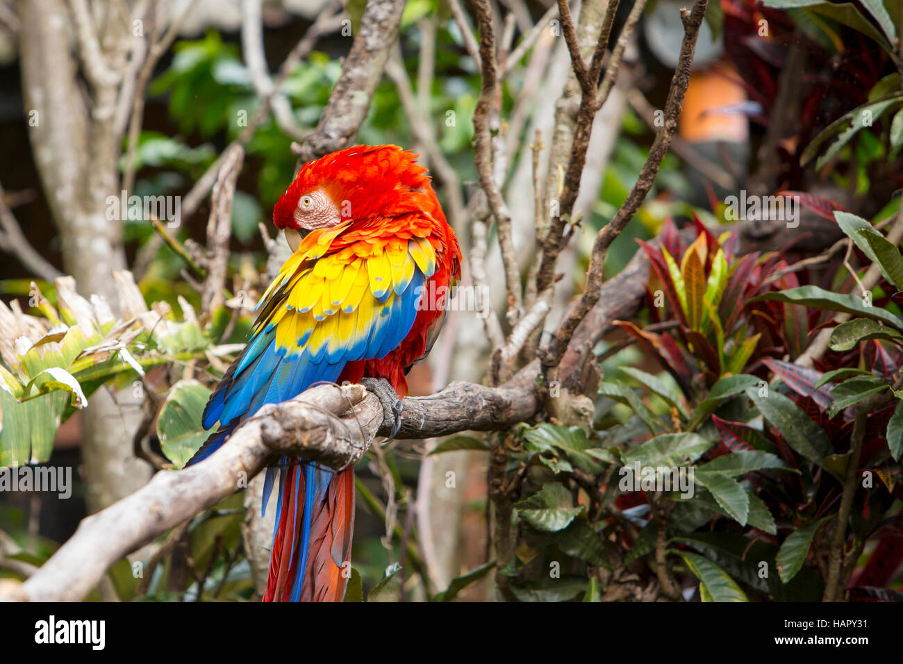 Macaw bird toelettatura stesso mentre è seduto in una struttura ad albero Foto Stock