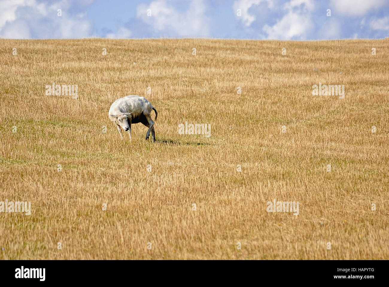 Schaf ohne Wolle - pecore senza lana Foto Stock