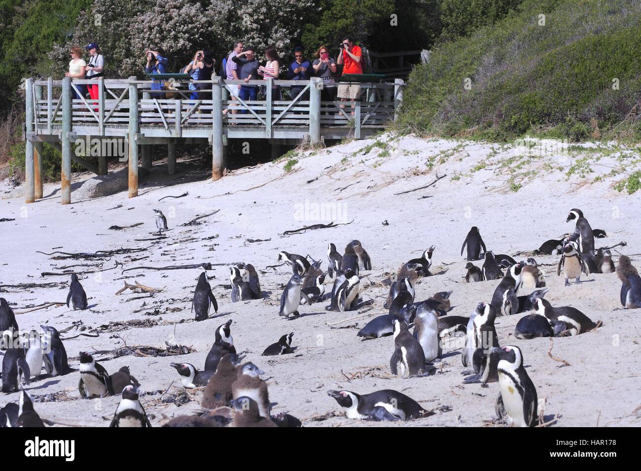 Pinguini (Spheniscus demersus) e i loro visitatori a Boulders Beach nella Città di Simon nei pressi di Città del Capo - Marzo 2016 | Utilizzo di tutto il mondo Foto Stock