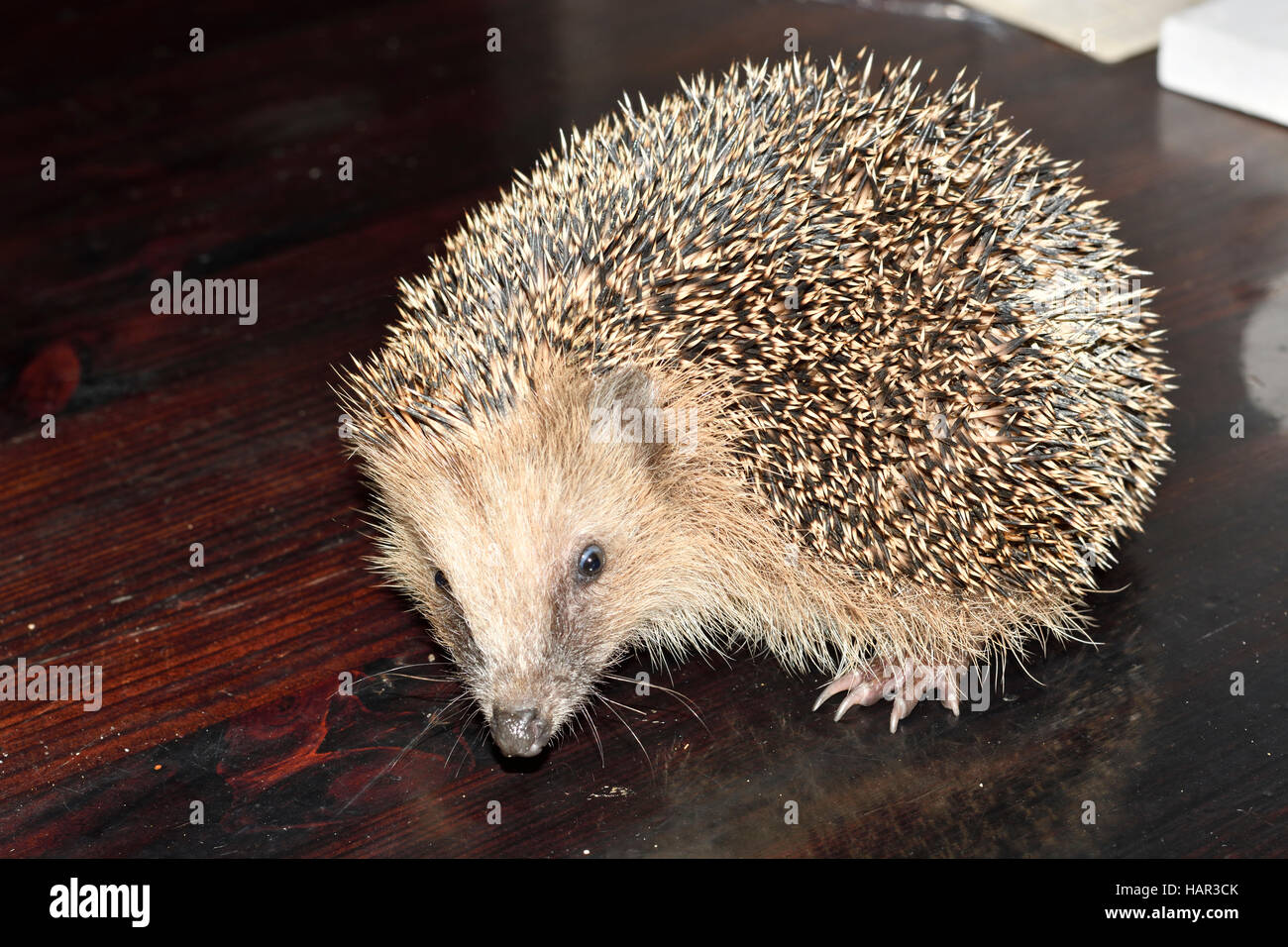 Riccio arricciato Foto Stock