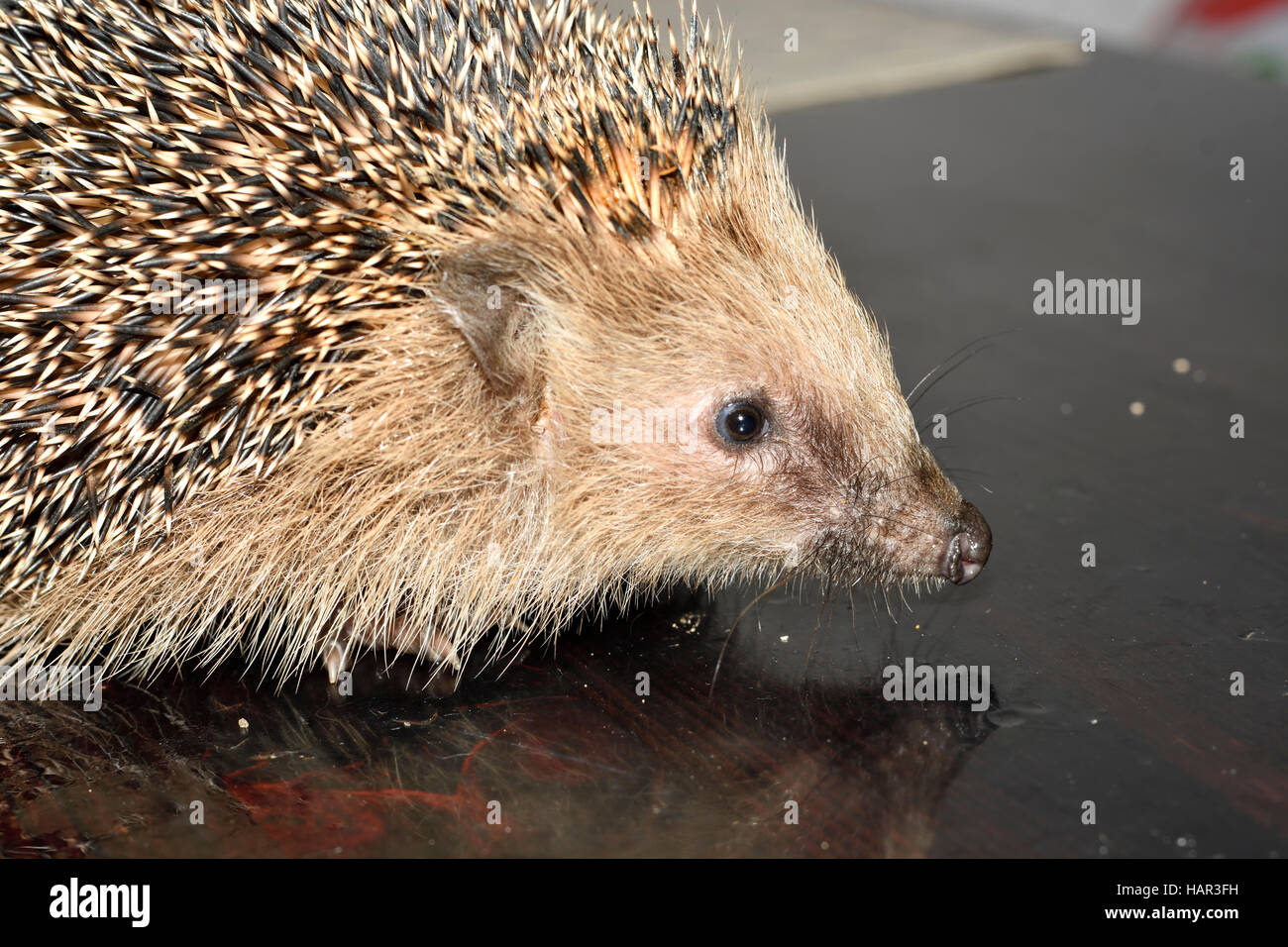 Riccio arricciato Foto Stock