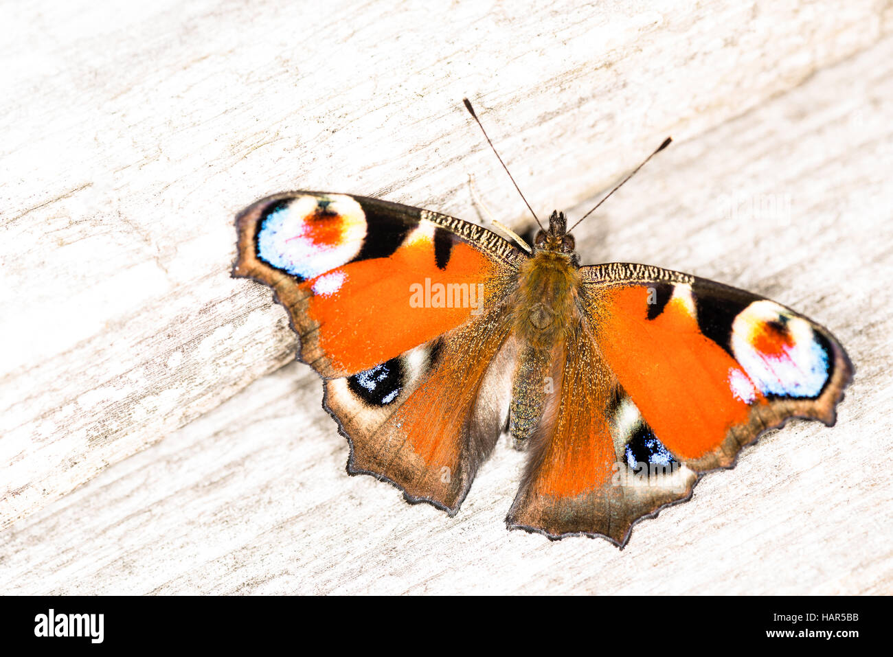Stupenda farfalla in giardino. Foto Stock