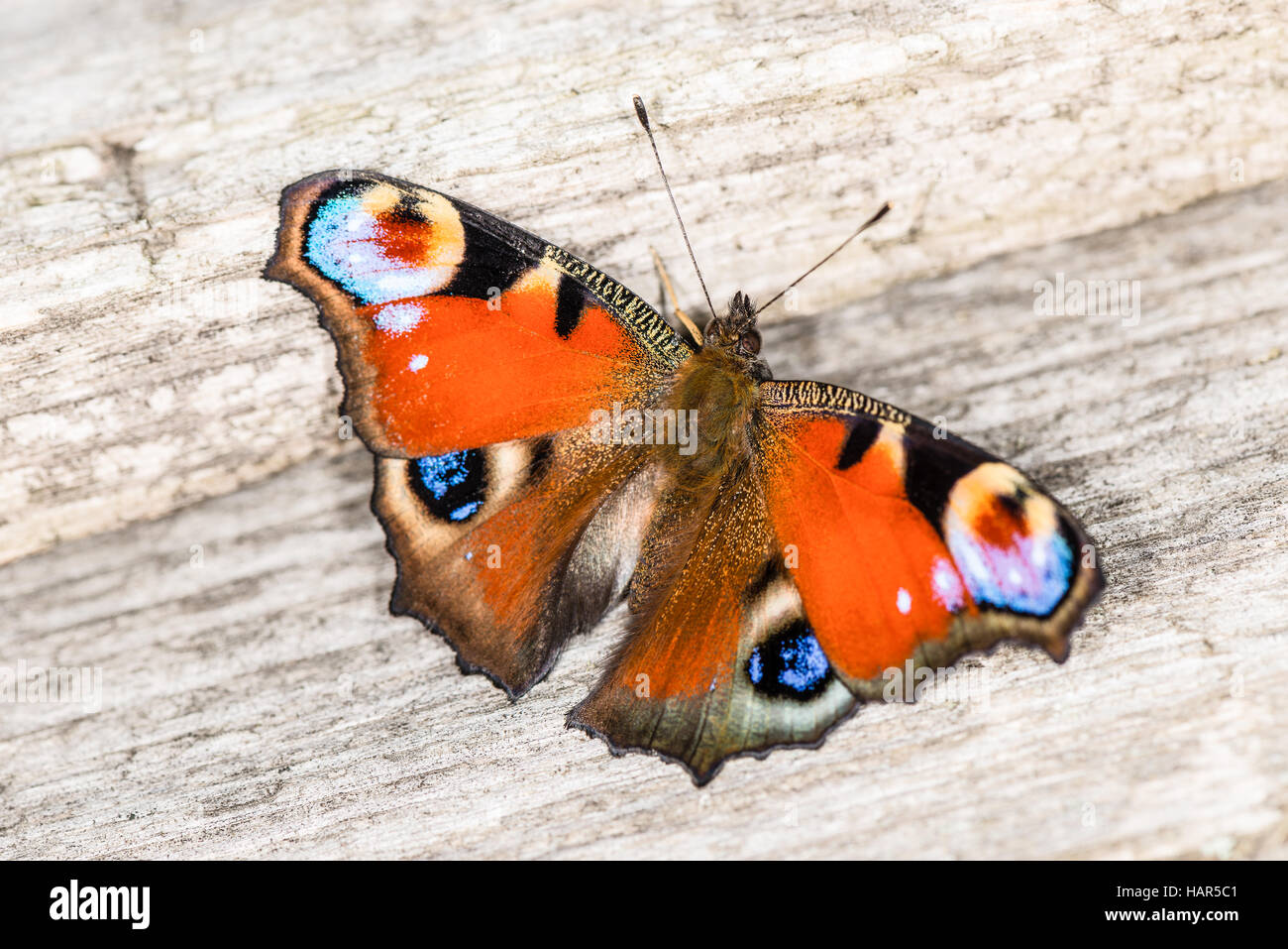 Stupenda farfalla in giardino. Foto Stock