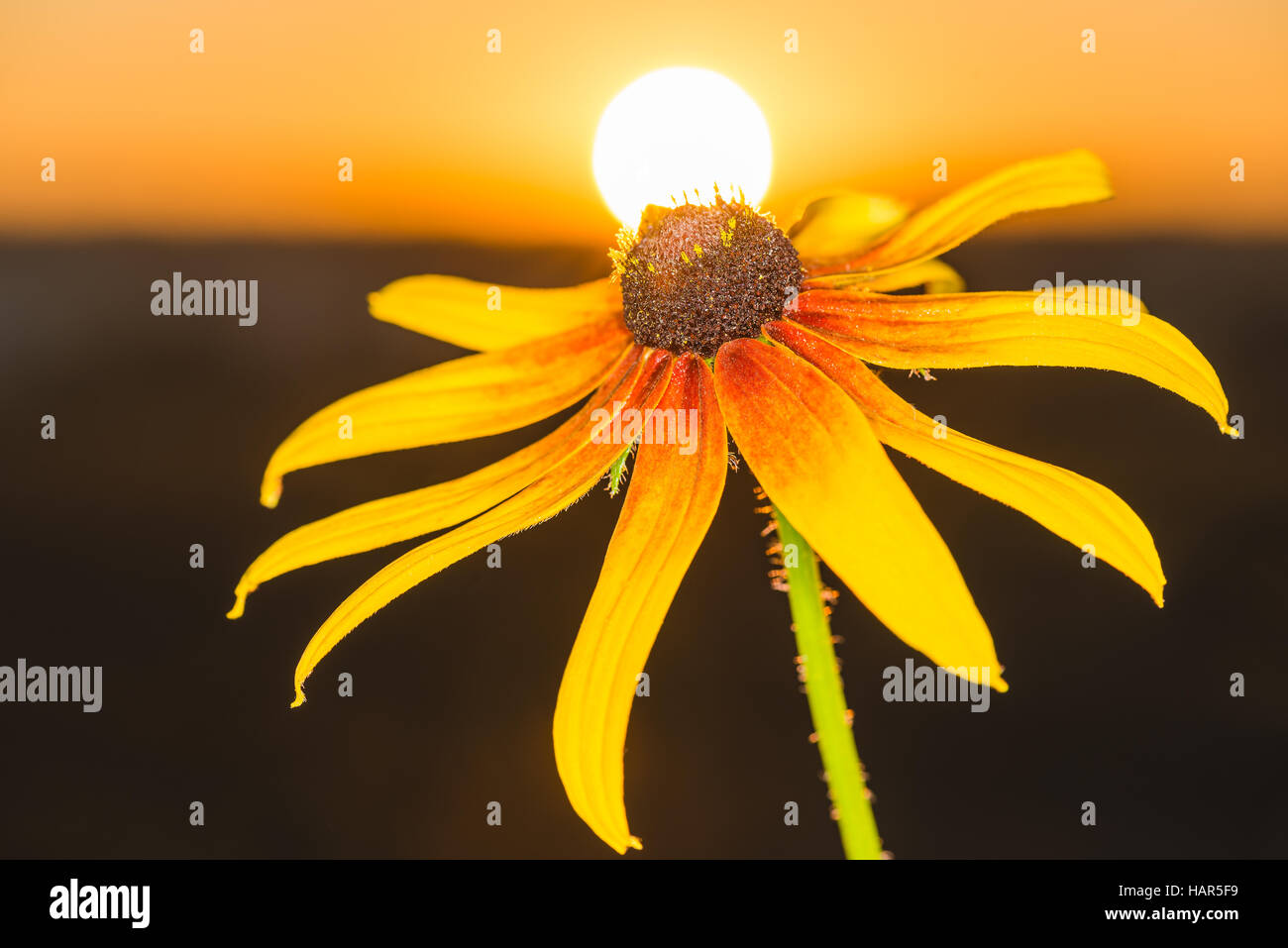 Bel fiore rudbeckia nei raggi di Alba. Foto Stock