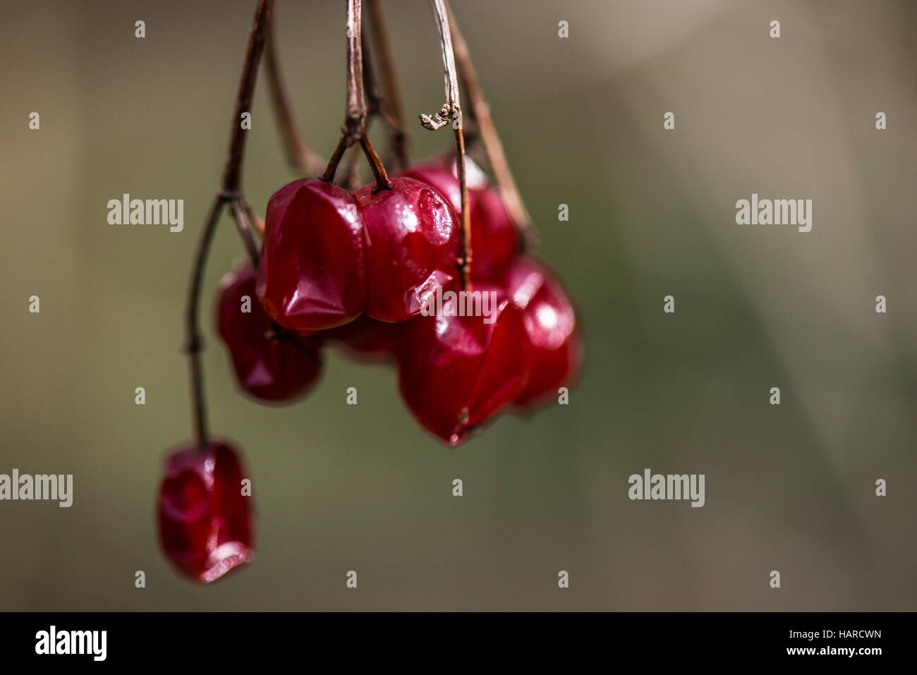 Bacche di un viburno rose (Viburnum opulus) Foto Stock
