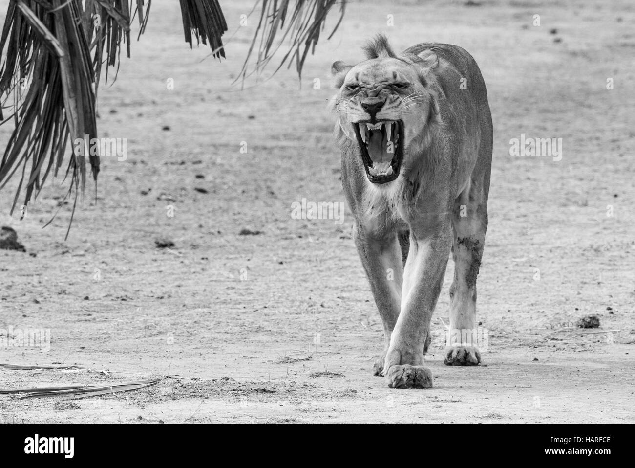 Lion,a piedi,ululano,ruggente,Tanzania,AFRICA,Selous Foto Stock