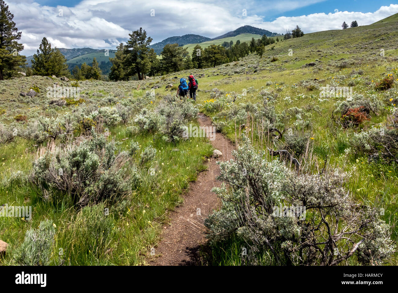 Gli escursionisti in cammino attraverso il deserto sul Hellroaring Creek Sentiero Natura nel Parco Nazionale di Yellowstone in Wyoming Foto Stock