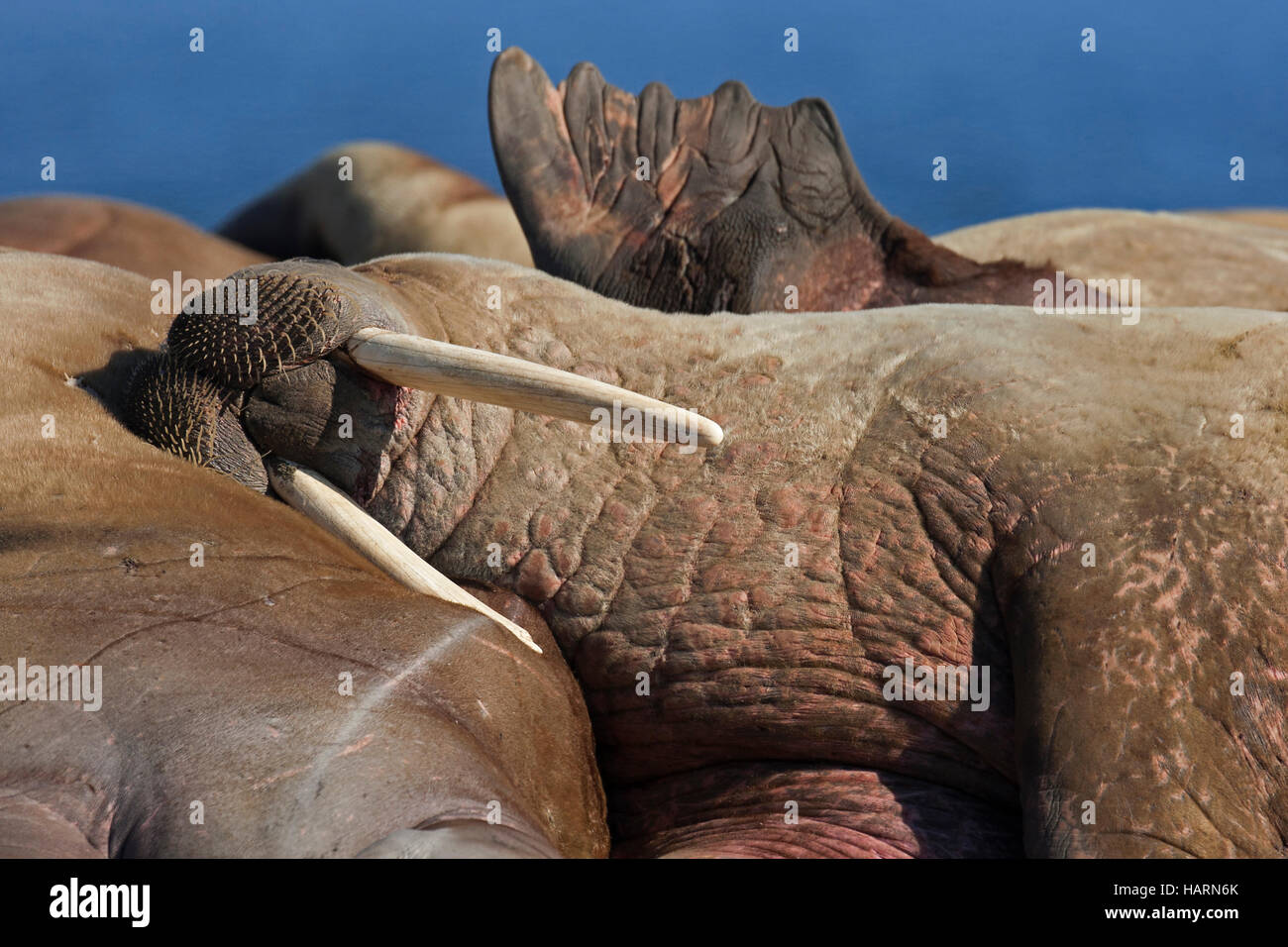 Trichechi (Odobenus rosmarus) appoggiato sulla spiaggia a Poolepynten in Prins Karls Forlí e Isole Svalbard / Spitsbergen nel Mare di Barents Foto Stock