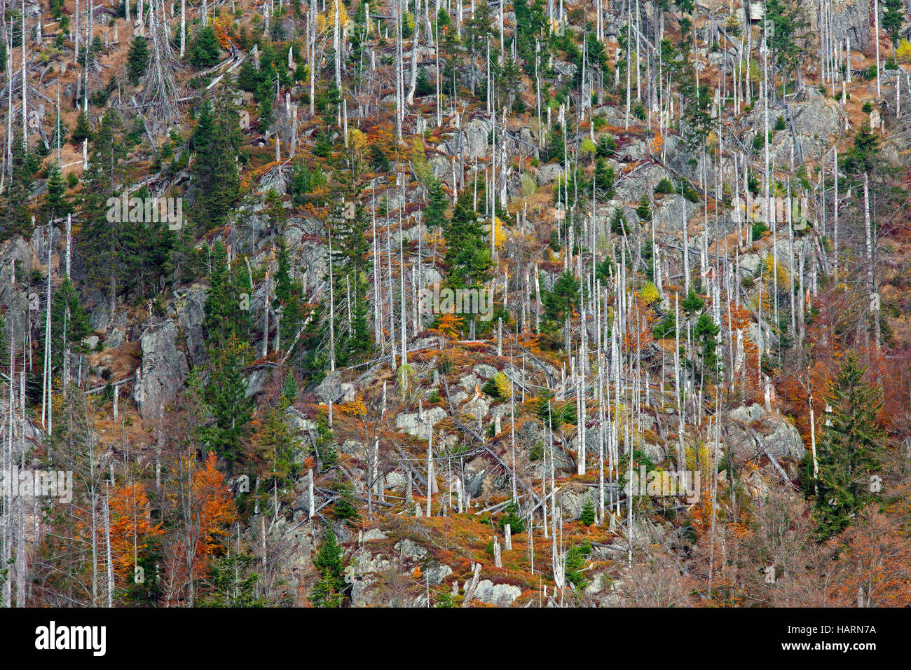 Ucciso abeti afflitti da abete europeo bostrico (Ips typographus L.) infestazione sulla montagna di Rachel, il Parco Nazionale della Foresta Bavarese Foto Stock