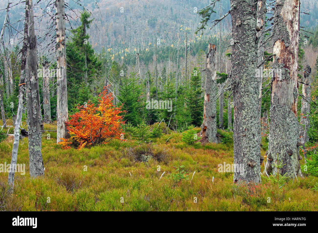 Ucciso abeti afflitti da abete europeo bostrico (Ips typographus L.) infestazione sulla montagna di Rachel, il Parco Nazionale della Foresta Bavarese Foto Stock