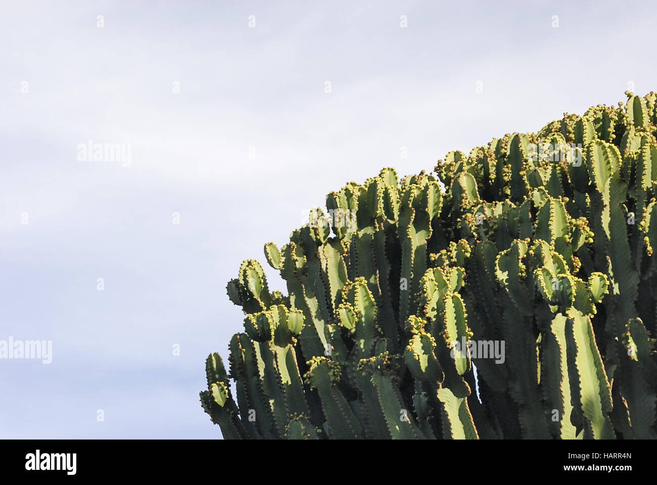 Kakteenwald 9 - Foresta di cactus 9 Foto Stock