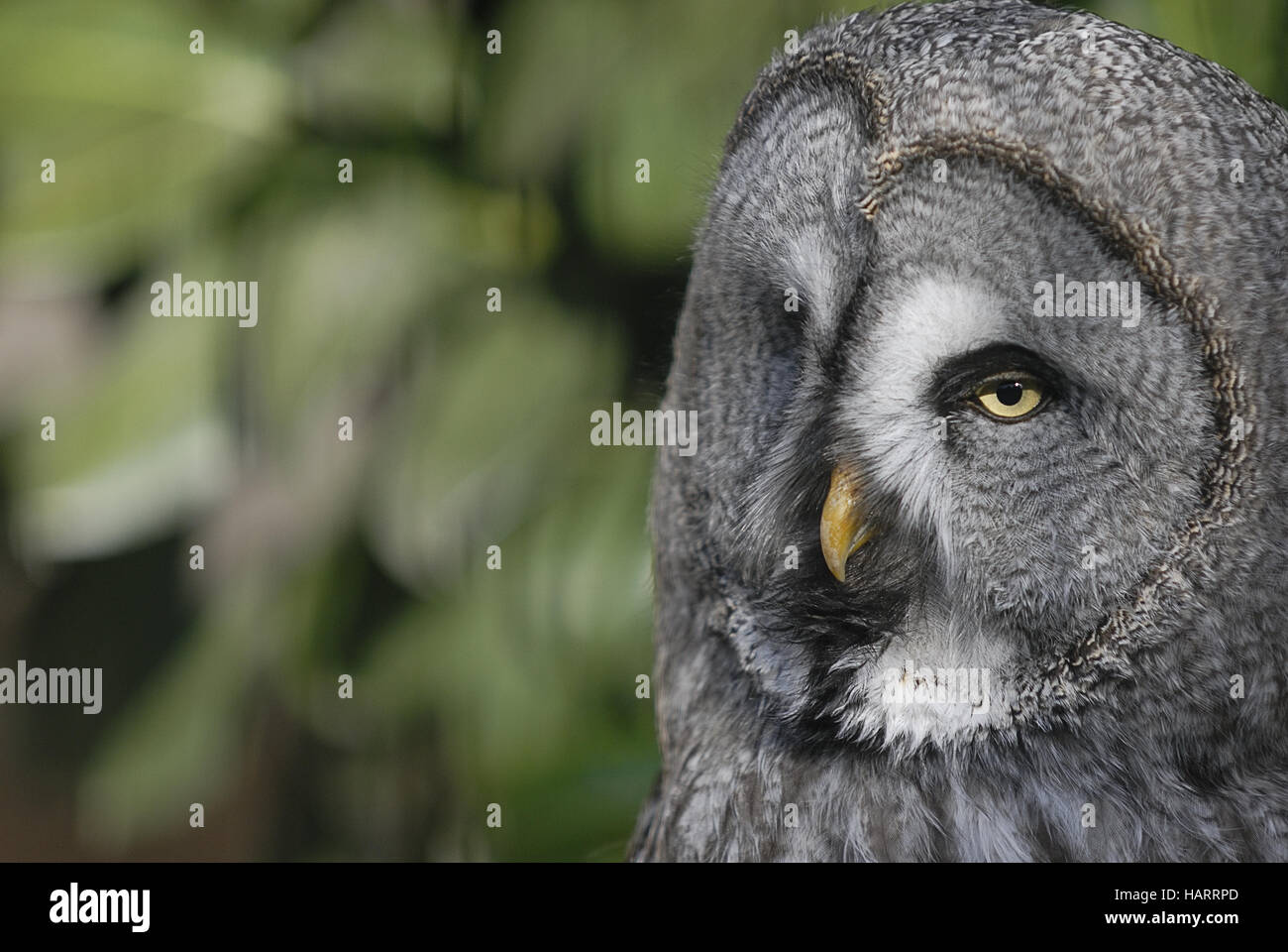 Il Gufo che aveva paura del buio libro scritto da Jill Tomlinson su sfondo  bianco Foto stock - Alamy