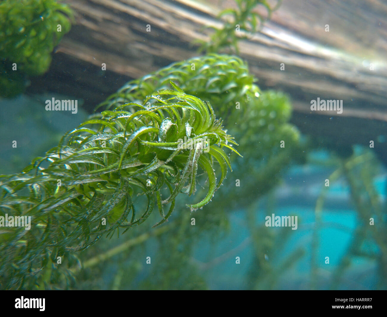 Wasserpest, Elodea, Anacharis, Waterweeds Foto Stock