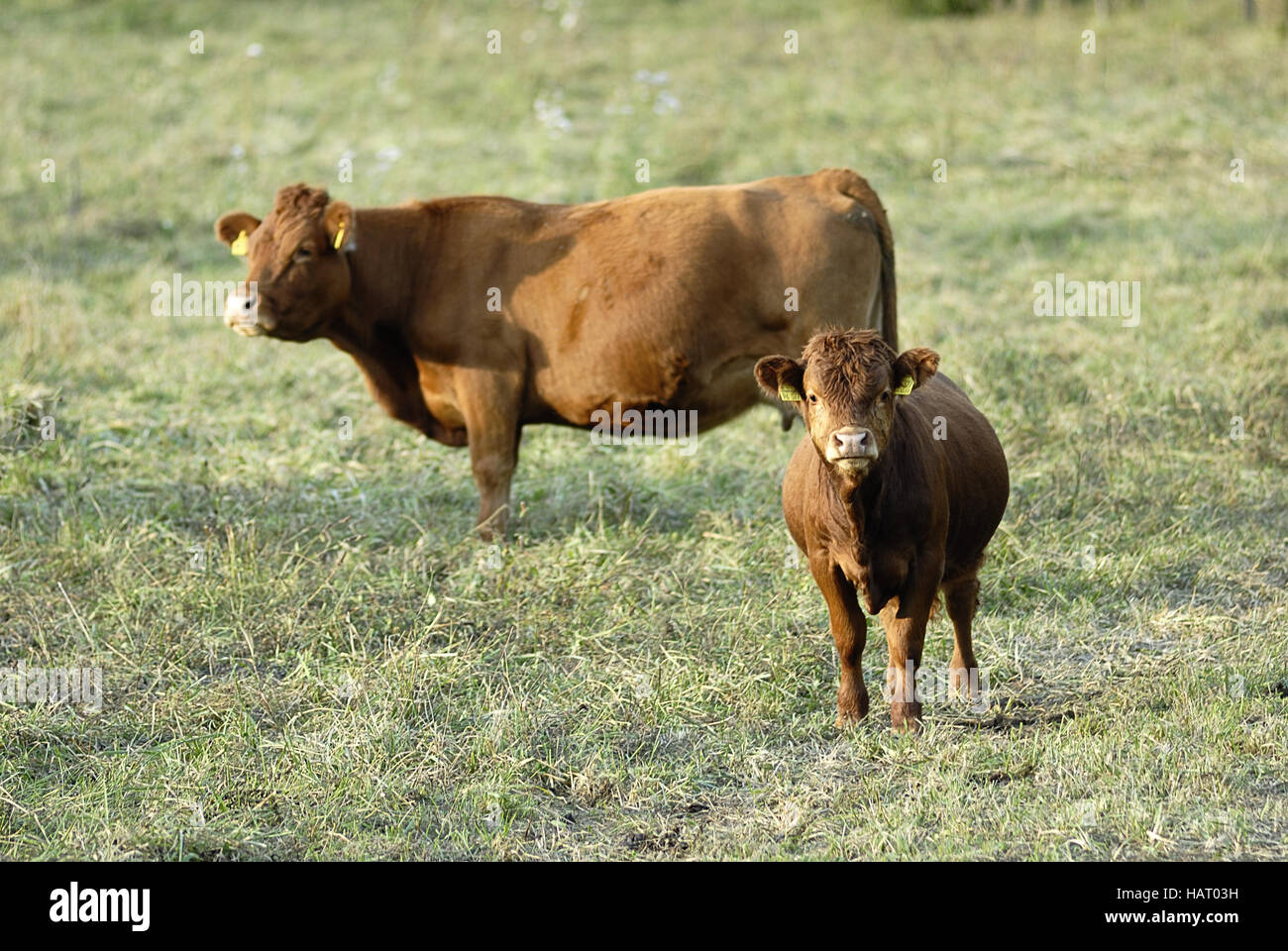 Kalb+kuh - calf+mucca Foto Stock
