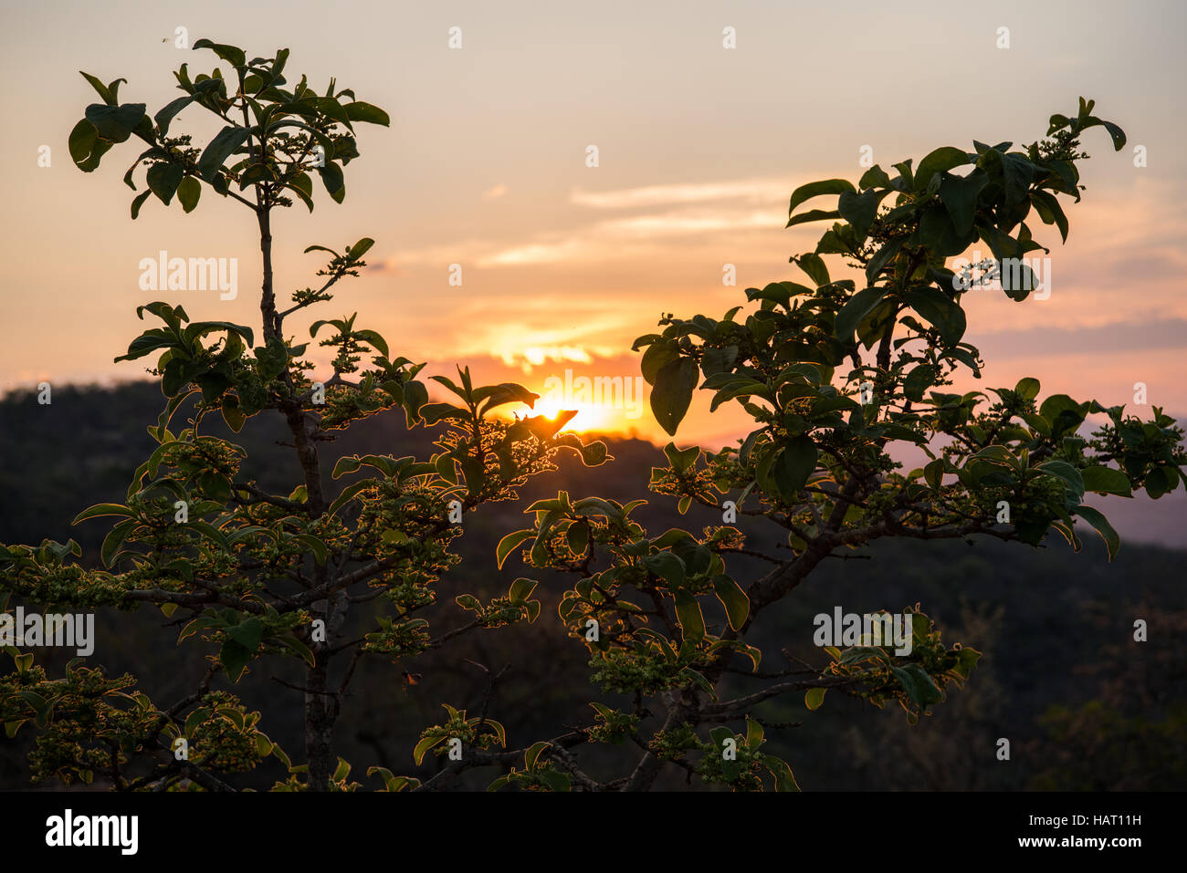 Parte di un albero delineato nella luce dorata con il sole che tramonta dietro di essa Foto Stock