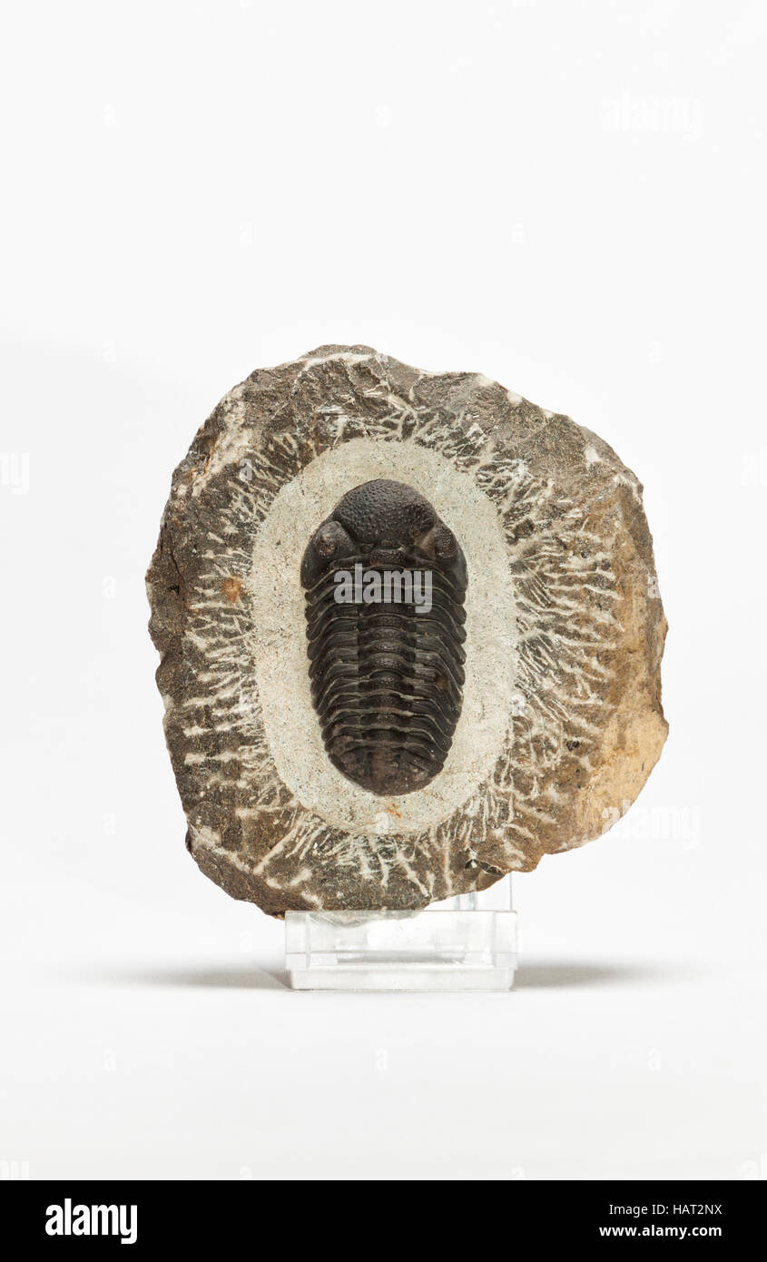 Fossili preistorici trilobata in pietra della matrice su sfondo bianco Foto Stock