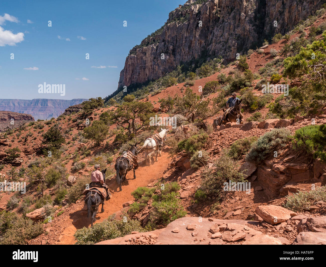 Muli facendo manutenzione trail, cedro zona di colmo, South Kaibab Trail, del Grand Canyon South Rim, Arizona. Foto Stock