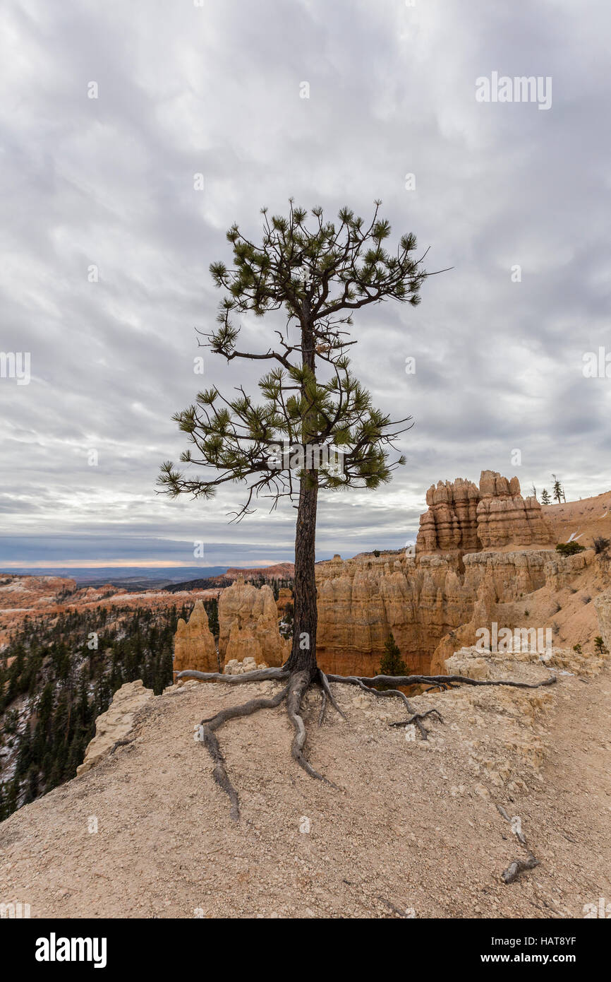 Agile Pine con radici esposte e tempesta di neve cielo a Bryce Canyon National Park nel sud dello Utah. Foto Stock