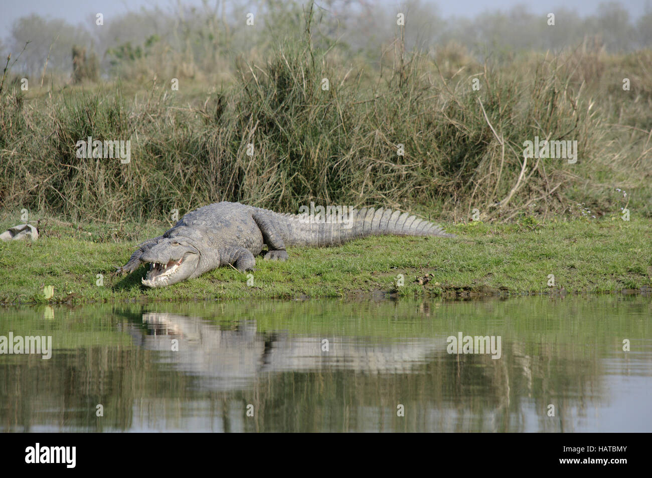 Il Coccodrillo, Crocodylus palustris Foto Stock