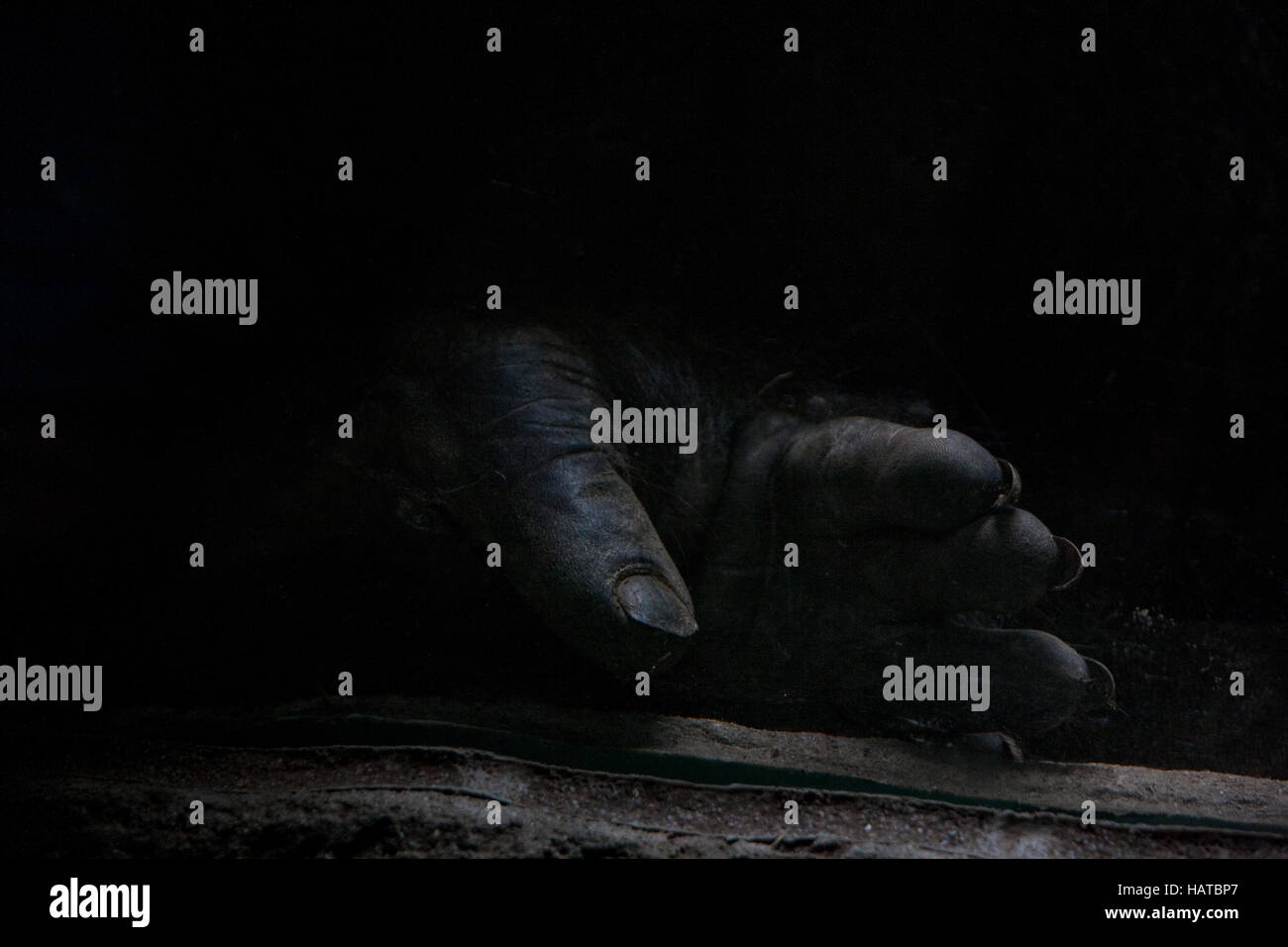 Gorilla Foto Stock