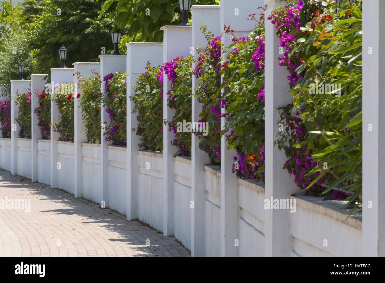 Fioritura di recinzione della città Foto Stock