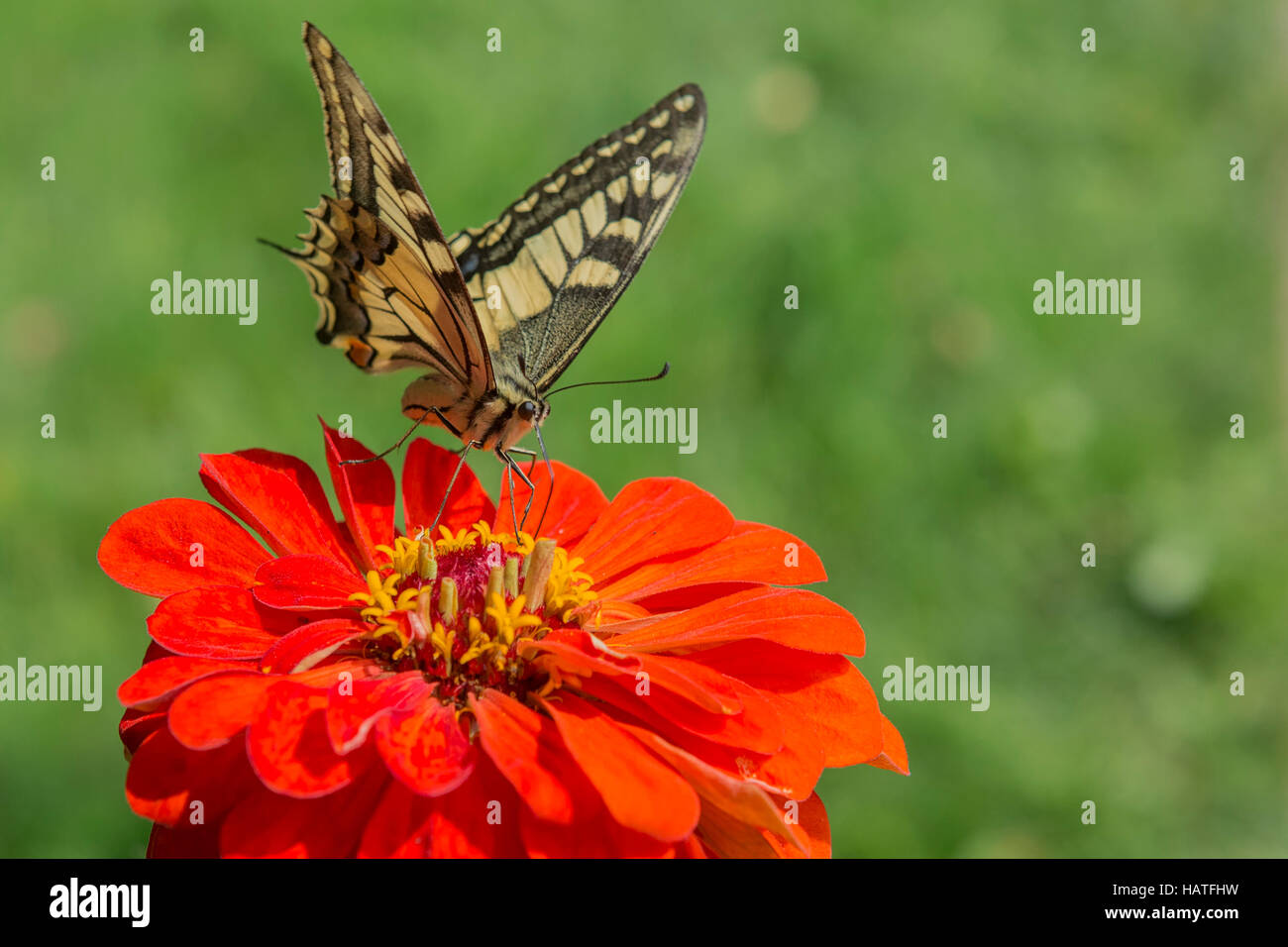 A coda di rondine (farfalla Papilio machaon) una rara farfalla dalla famiglia Papilionidae su un fiore rosso Foto Stock