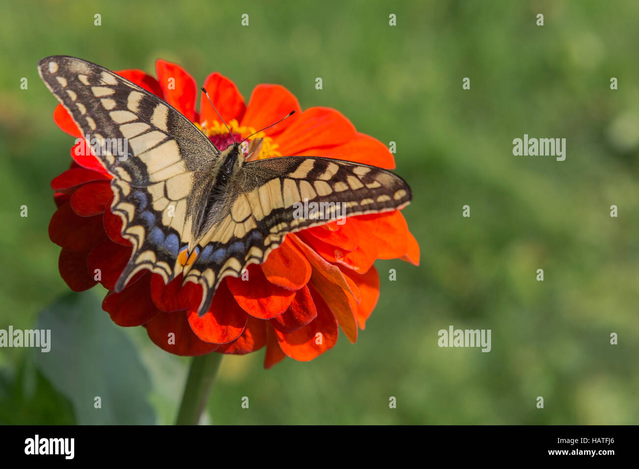 A coda di rondine (farfalla Papilio machaon) una rara farfalla dalla famiglia Papilionidae su un fiore rosso Foto Stock