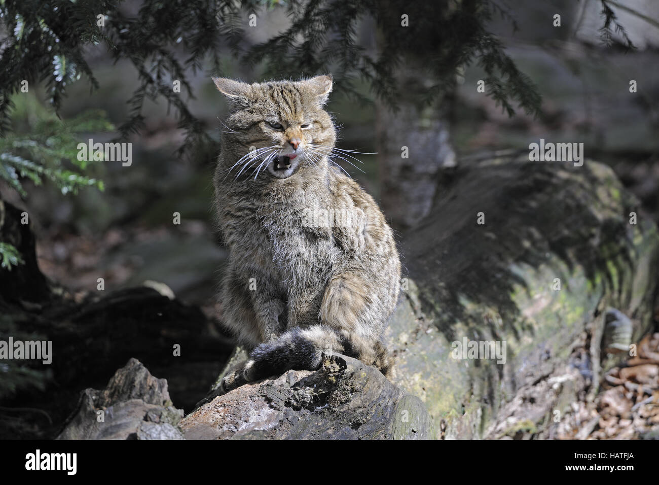 Gatto selvatico Foto Stock