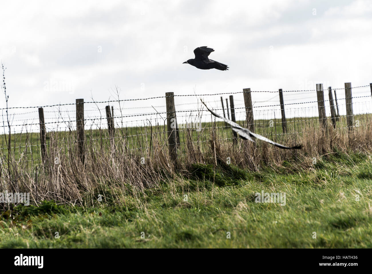 Due corvi (Corvus frugilegus) in volo Foto Stock