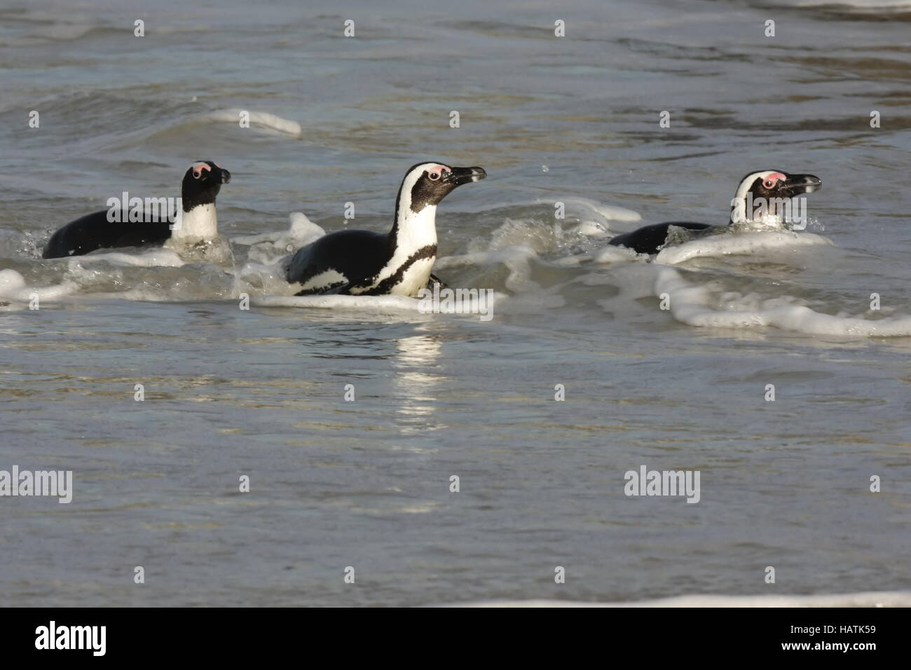 Pinguino africano - Brillenpinguin Foto Stock