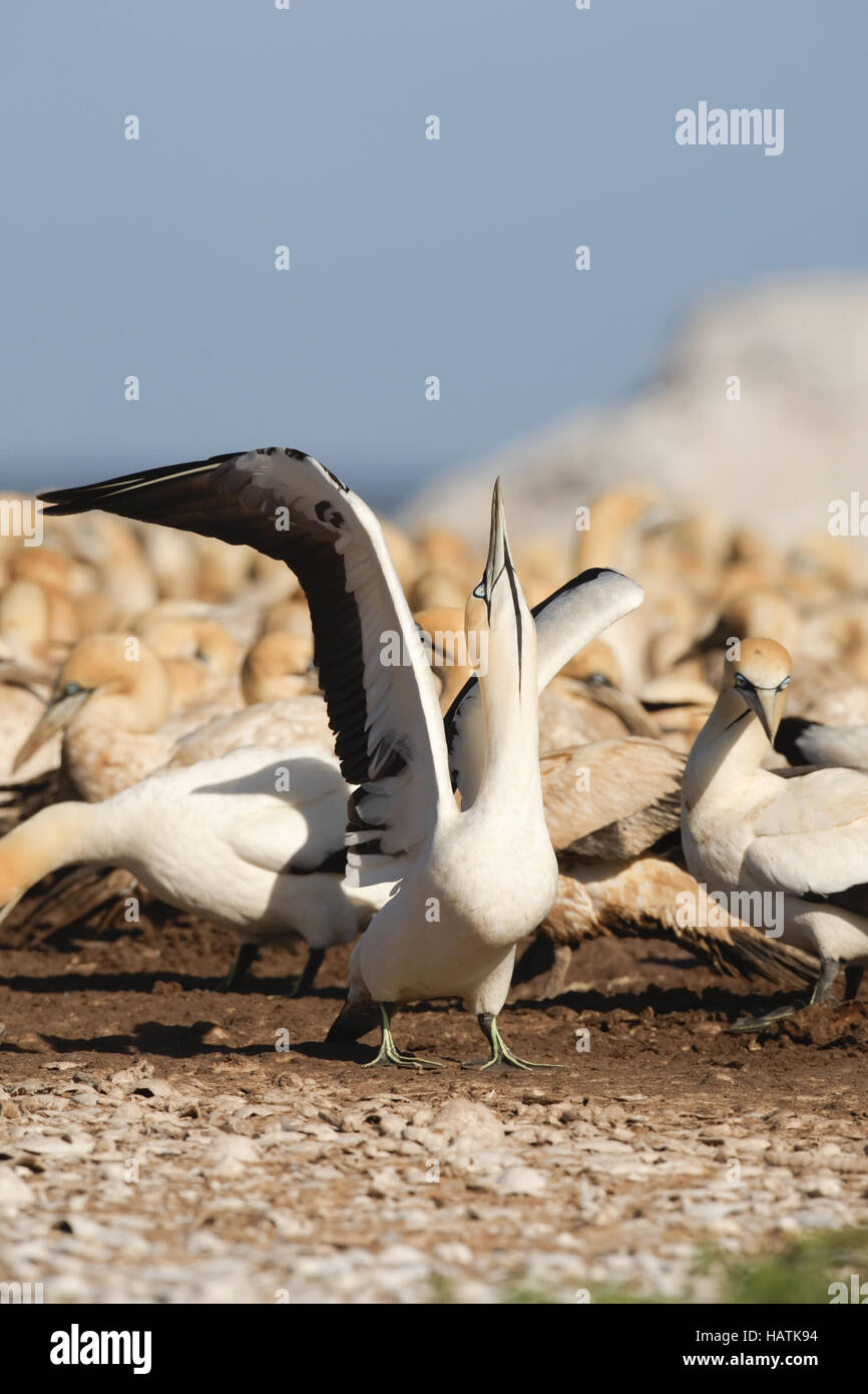 Cape Gannet-skypointing-Sud Africa Foto Stock