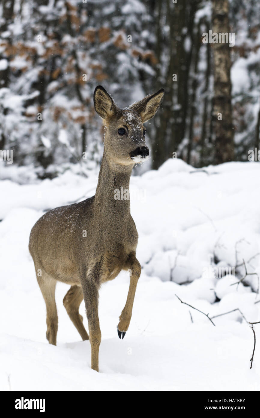 Reh, (Capreolus capreolus), ROE Foto Stock