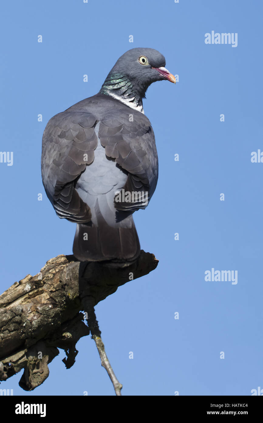 Ringeltaube, (Columba palumbus), legno pigeon Foto Stock