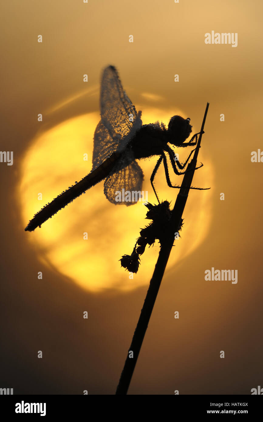 Gemeine Heidelibelle (Sympetrum vulgatum).jpg Foto Stock