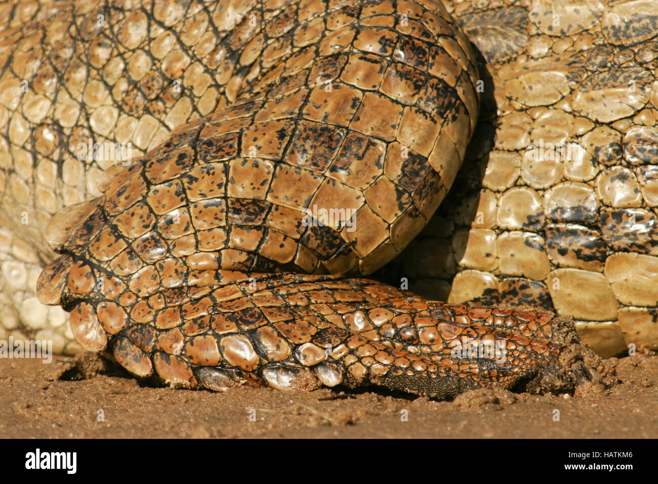 Coccodrillo del Nilo-gambe-Sud Africa Foto Stock