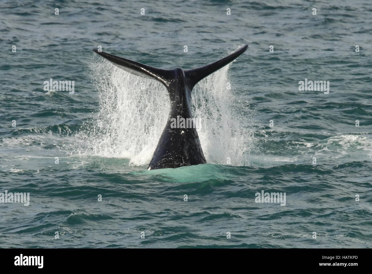 Southern Right Whale - - Africa del Sud Foto Stock