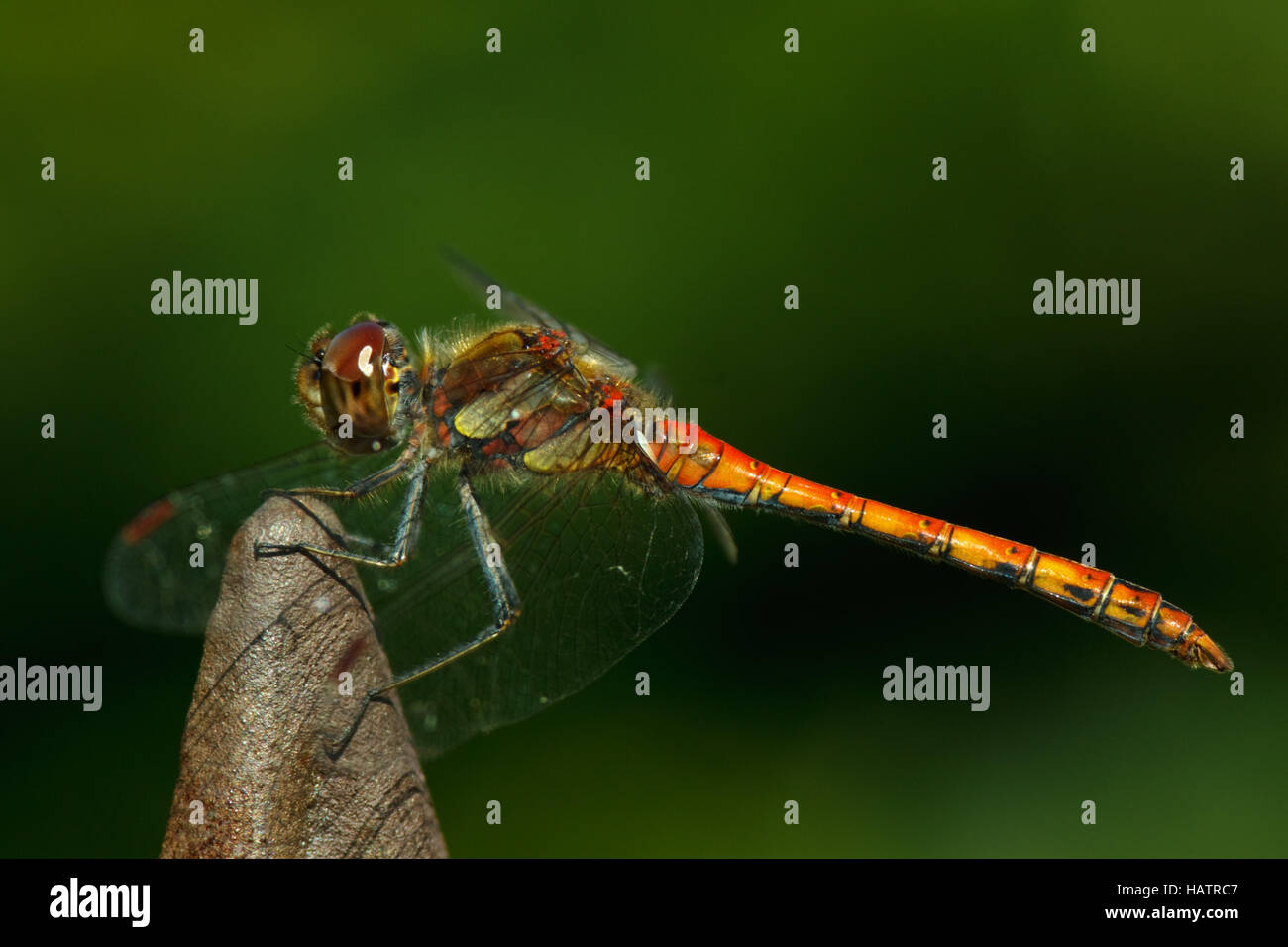 Common darter - Sympetrum striolatum Foto Stock