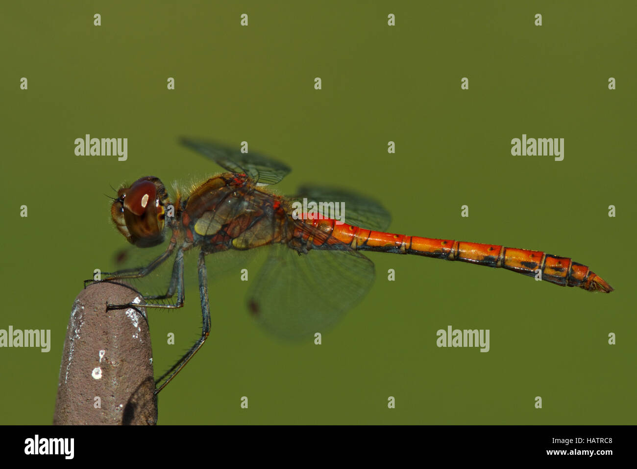 Common darter - Sympetrum striolatum Foto Stock