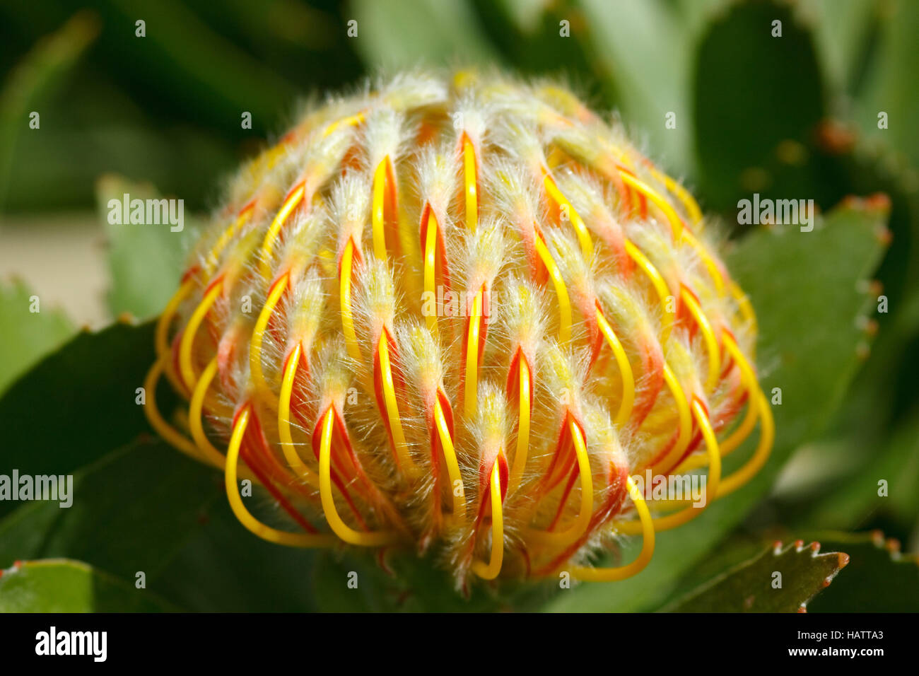 Fiore della silver tree - Proteaceae Foto Stock