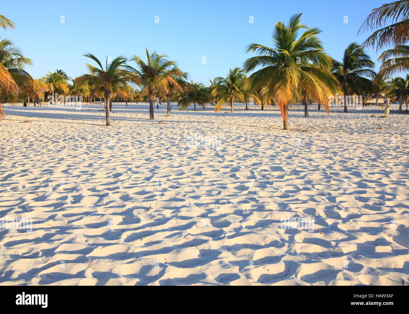 La sabbia bianca e palme. Playa Sirena. Cayo Largo. Cuba. Foto Stock