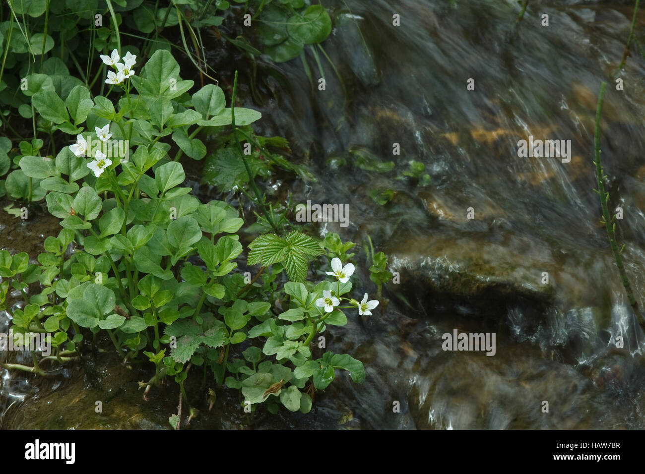 Bitter cress - Cardamine amara Foto Stock